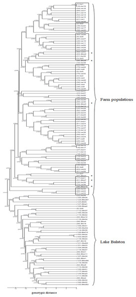 UPGMA tree for the 130 individuals calculated from genotypic distances.