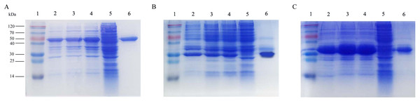 Expression and purification of the recombinant proteins by SDS-PAGE analysis in E. coli.