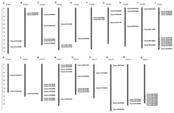 Chromosomal locations of soybean trihelix genes.