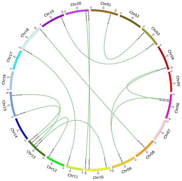 Circle plot of soybean chromosomes and the 26 trihelix family genes displayed as segmental duplicated gene pairs.