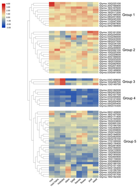 Heatmap of the expression profiles of the soybean trihelix genes in different tissues.