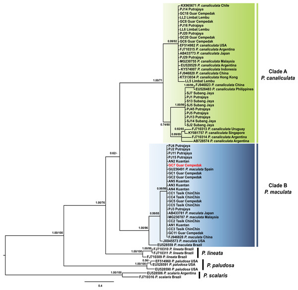 Phylogram shows Bayesian inference analysis of P. canaliculata and P. maculata from Peninsular Malaysia and Pomacea spp. from other regions based on COI marker.