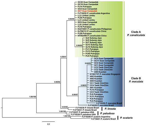 Phylogram shows Bayesian inference analysis of P. canaliculata and P. maculata from Peninsular Malaysia and Pomacea spp. from other regions based on 16S rDNA marker.