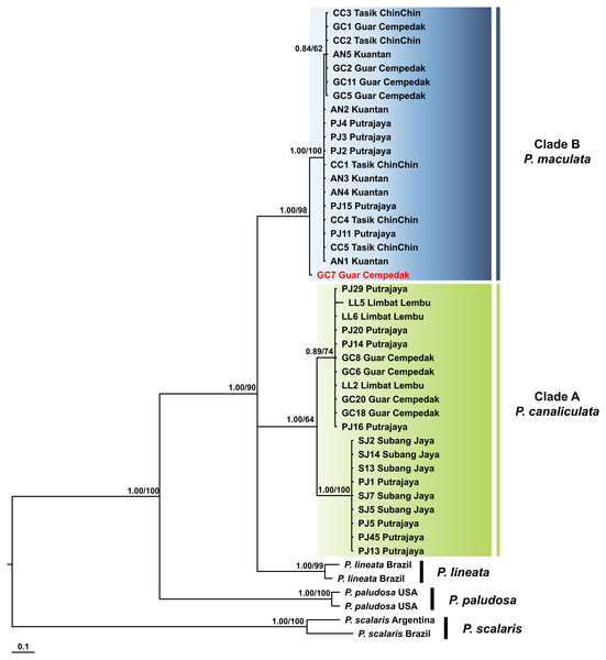 Phylogram shows Bayesian inference analysis of P. canaliculata and P. maculata from Peninsular Malaysia and Pomacea spp. from other regions based on the concatenated COI and 16S rDNA markers.