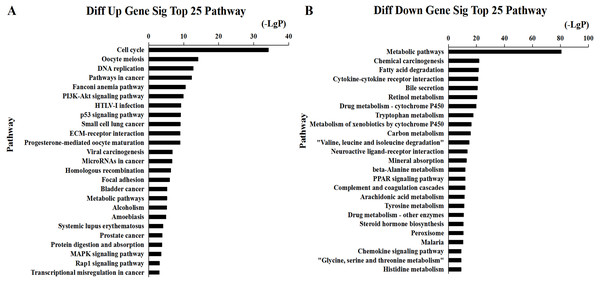 Top 25 enrichment of pathways for mRNAs HCC differentially expressed mRNAs.