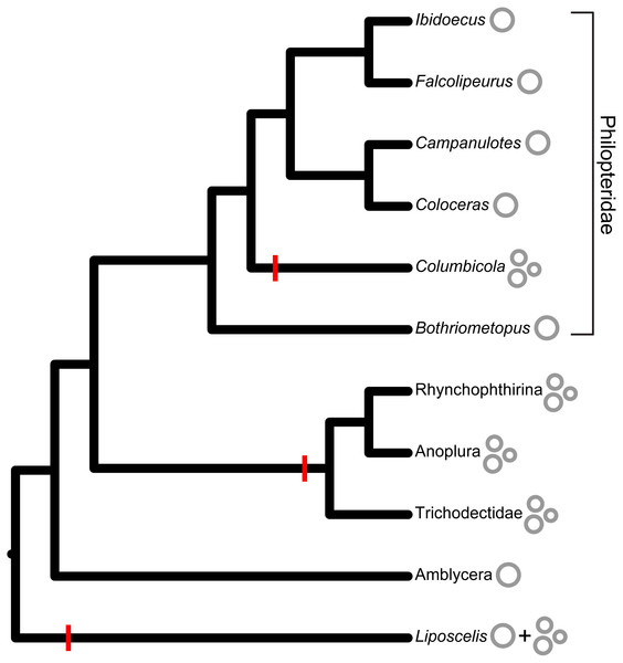 Mitochondrial minicircles have evolved multiple times in parasitic lice and free-living relatives (Liposcelis).