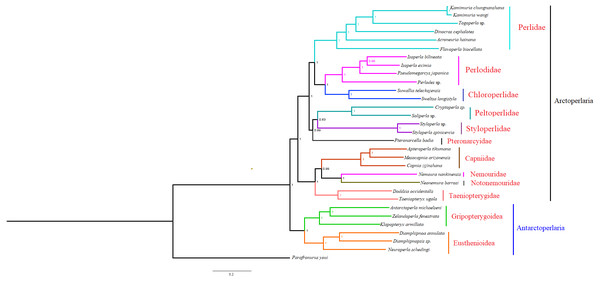 Phylogenetic relationships among stoneflies inferred by Bayesian inference.