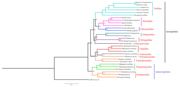 Phylogenetic relationships among stoneflies inferred by maximum likelihood analysis.