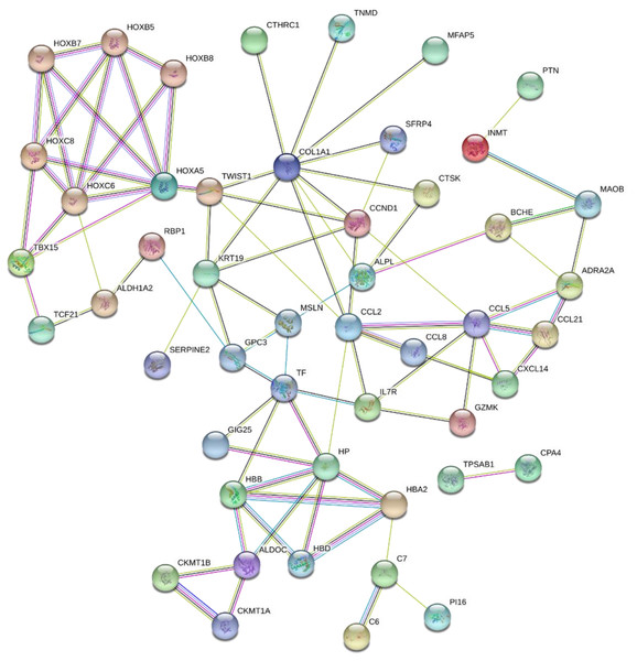 PPI network of network of proteins constructed by the DEGs.