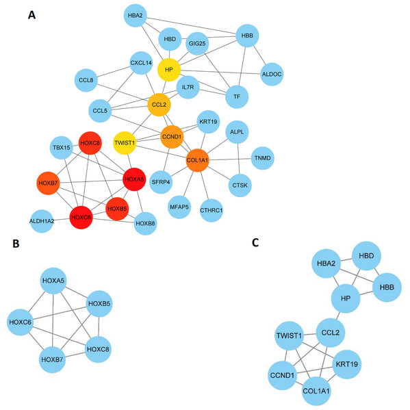 Key modules and hub genes identified in cytoscape.