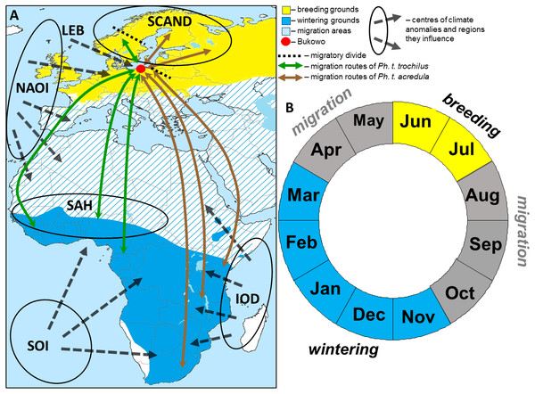 The hypothetical pattern of the influences of the climate variables we used in the study in relation to the Willow Warbler range (A) and life cycle (B).