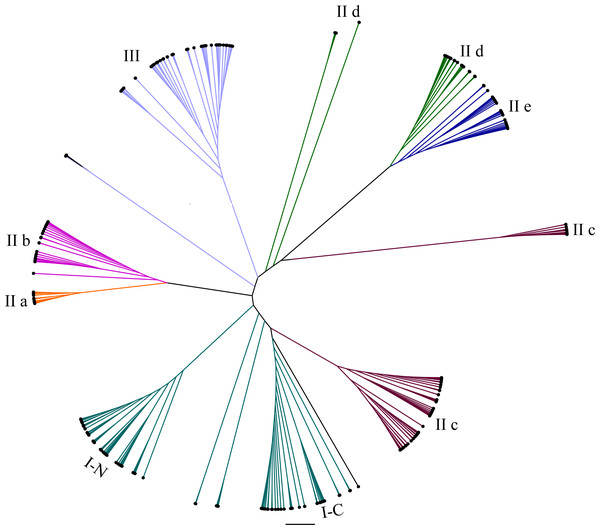 Radial phylogenetic tree of WRKY family in eggplant, tomato, Arabidopsis and rice.