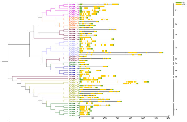 The intron-exon structure of eggplant WRKY genes according to the phylogenetic relationship.