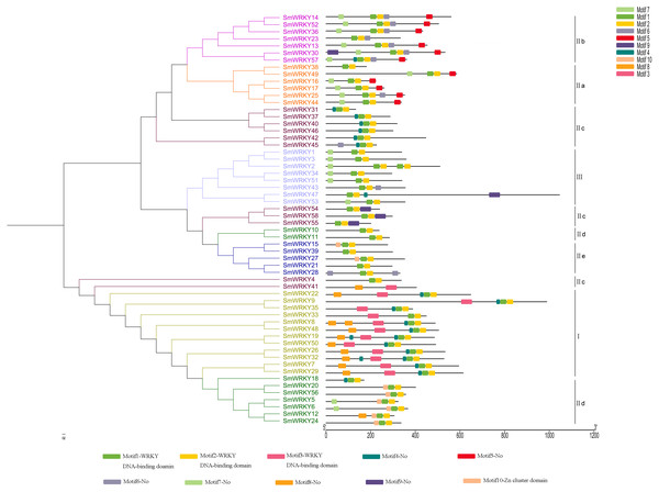 Conserved motifs of eggplant WRKY proteins according to the phylogenetic relationship.