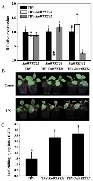 Silencing SmWRKY26 and SmWRKY32 enhanced the sensitivity to cold stress in eggplant.