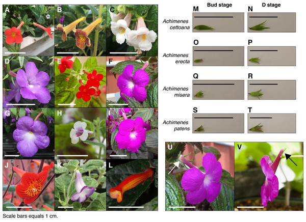 Achimenes flowers and the sampled developmental stages.