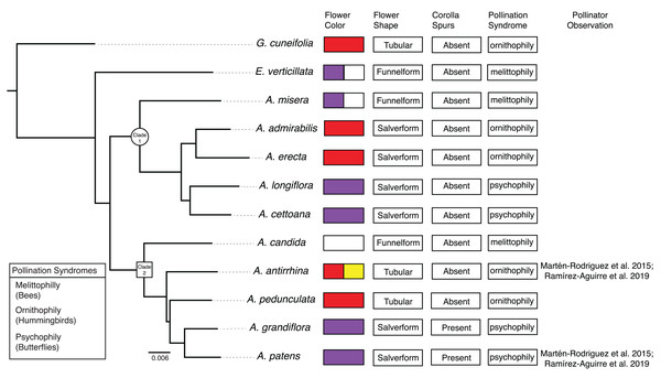 Phylogenetic relationships and floral traits in Achimenes.