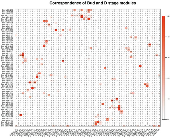Correspondence of the Bud and D stage networks.