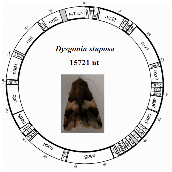 Map of the mitogenome of D. stuposa.