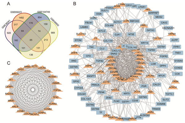 (A) DEGs Venn diagram of four prostate cancer microarray data. (B) PPI network for DEGs. (C) The most significant module of DEGs.