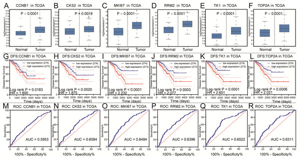 Differential analysis, disease-free survival analysis and ROC curve analysis in TCGA.