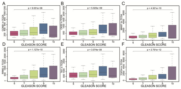 The gene expression of CCNB1, CKS2, MKI67, RRM2, TK1, TOP2A as represented by different Gleason scores.