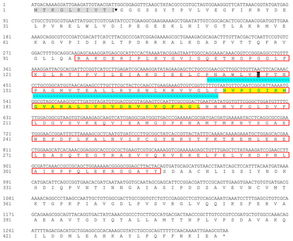 Nucleotide and deduced amino acid sequences of Bteqβgluc.