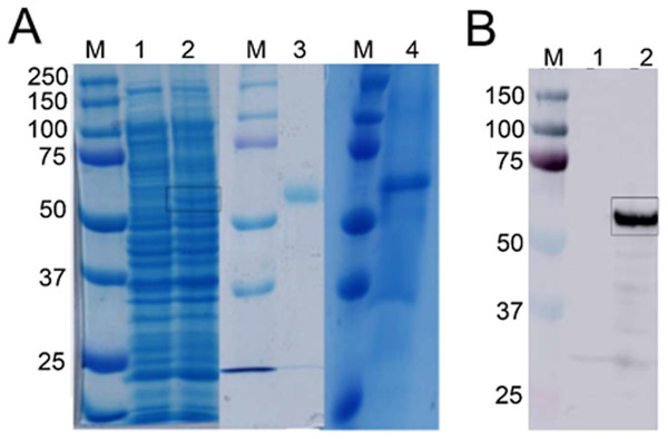 Detection of recombinant Bteqβgluc produced in bacterial and yeast expression cultures.