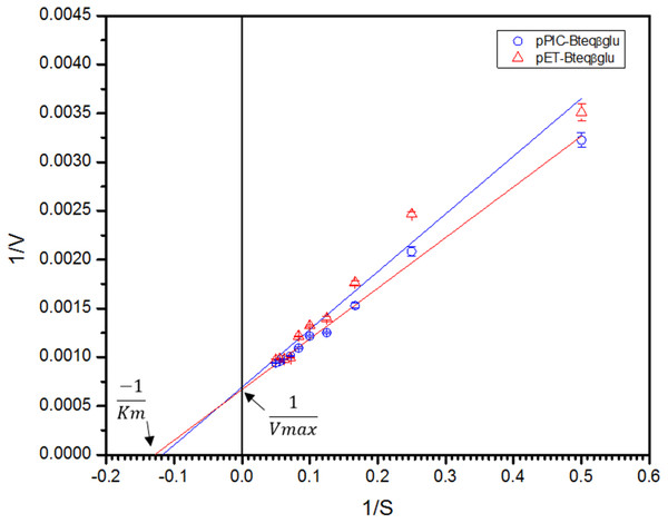 Lineweaver-Burk double reciprocal plot for Bteqβgluc using pNPG as substrate.