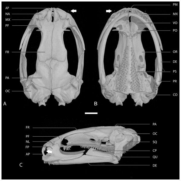 Skull of the holotype of Chiropterotriton casasi sp. nov. seen in (A) dorsal, (B) ventral and (C) lateral views.