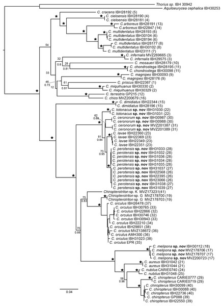 Maximum likelihood (ML) phylogeny of the genus Chiropterotriton based on two mitochondrial markers.