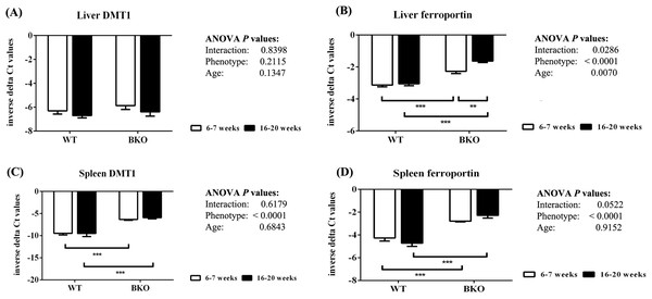 The expression of major iron transporters in the liver and spleen of wild type and thalassemic mice.