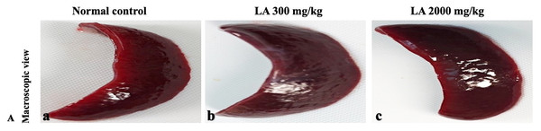 Macroscopic view of spleen of female SD rats in acute oral toxicity study, presenting normal shape and appearance after single oral doses of LA (300 mg/kg and 2,000 mg/kg) (A) Normal control, (B) LA 300 mg/kg, (C) LA 2,000 mg/kg.
