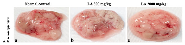 Macroscopic view of pancreas of female SD rats in acute oral toxicity study, presenting normal shape and appearance after single oral doses of LA (300 mg/kg and 2,000 mg/kg) (A) Normal control, (B) LA 300 mg/kg, (C) LA 2,000 mg/kg.