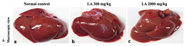 Macroscopic view of liver tissues of female SD rats in acute oral toxicity study (A) Normal control, (B) LA 300 mg/kg, (C) LA 2,000 mg/kg.