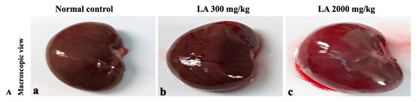Macroscopic view of kidneys of female SD rats in acute oral toxicity study, presenting normal shape and appearance after single oral doses of LA (300 mg/kg and 2,000 mg/kg) (A) Normal control, (B) LA 300 mg/kg, (C) LA 2,000 mg/kg.
