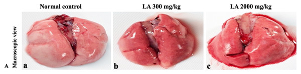 Macroscopic view of lungs of female SD rats in acute oral toxicity study, presenting normal shape and appearance after single oral doses of LA (300 mg/kg and 2,000 mg/kg) (A) Normal control, (B) LA 300 mg/kg, (C) LA 2,000 mg/kg.