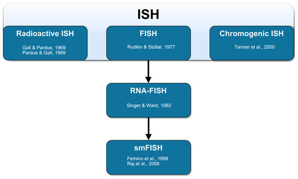 Schematic representation of the technical development of fluorescent in situ hybridization (FISH).