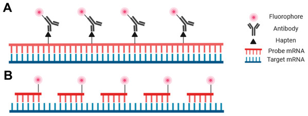 Schematic representation of the riboprobe and oligonucleotide in situ hybridization probe types.