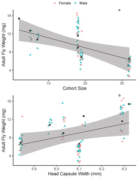 Adult Drino rhoeo weight as a function of competitive larval environment (cohort size) and host quality.