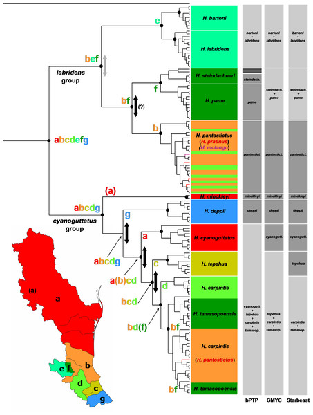 Phylogeny and biogeography of Herichthys.
