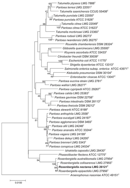 Phylogenetic tree based on 16S rRNA gene sequences, highlighting the position of R. nectarea strain 8N4T relative to type species within the order Enterobacteriales.