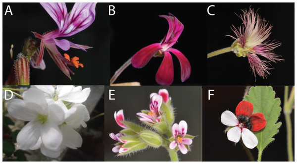 Overview of variation in floral shape in Pelargonium.