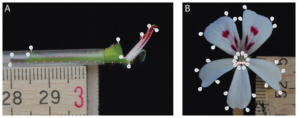 Landmark placement for the TUBE (A) and PETAL (B) datasets.