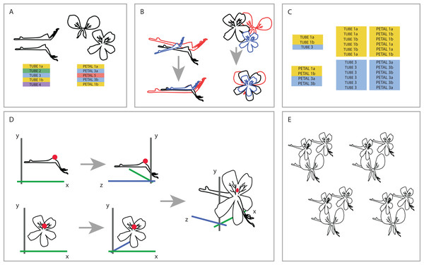 Creating one 3D virtual flower from two 2D photographs.