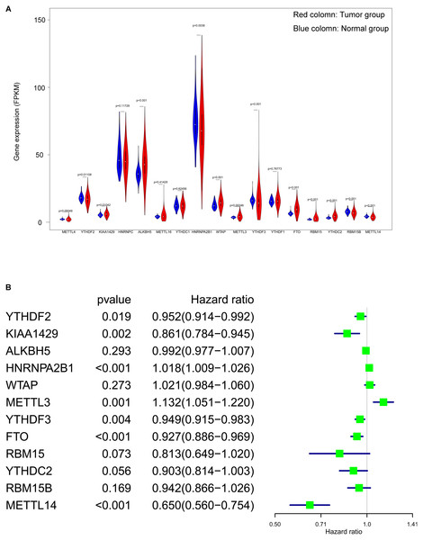 Screening of differentially expressed and prognostic related m6A related genes.