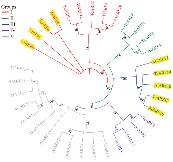 Phylogenetic analysis of Tamarix chinensis and Arabidopsis ARF proteins.