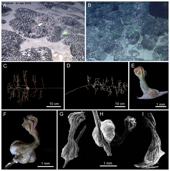 The external morphology and polyps of  Chrysogorgia fragilis sp. nov.