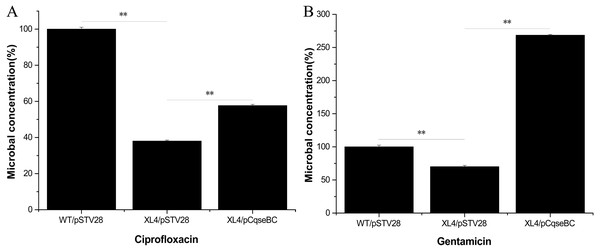 Antimicrobial activity assay of E. coli strain isogenic derivatives WT/pSTV28, XL4/pSTV28 and XL4/pCqseBC cultured with different antibiotic conditions.