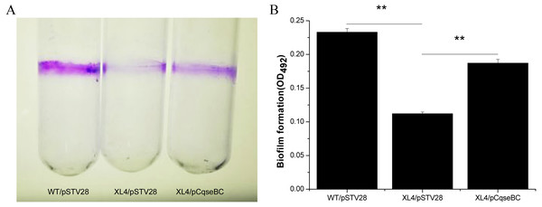Detection of biomass of biofilm formed by WT/pSTV28, XL4/pSTV28 and XL4/pCqseBC on glass tubes by CV staining.